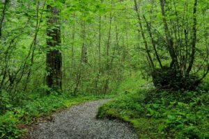 מסלול הליכה בתוך היער הירוק והטחוב של שמורת הר האולימפוס