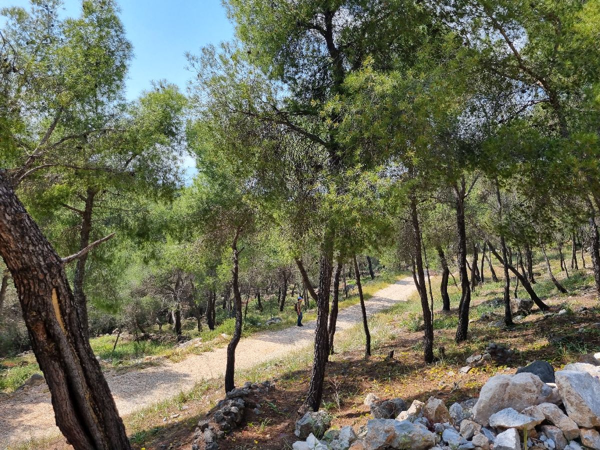 מבט פסטורלי ומוצל על שביל עפר צר ומפותל, המפלס את דרכו עמוק לתוך יער עבות של אורני ירושלים. קרני אור שמש רכות חודרות דרך הצמרות הצפופות, מנצנצות מבעד לעלים ומאירות את הקרקע המכוסה מחטי אורן חומות