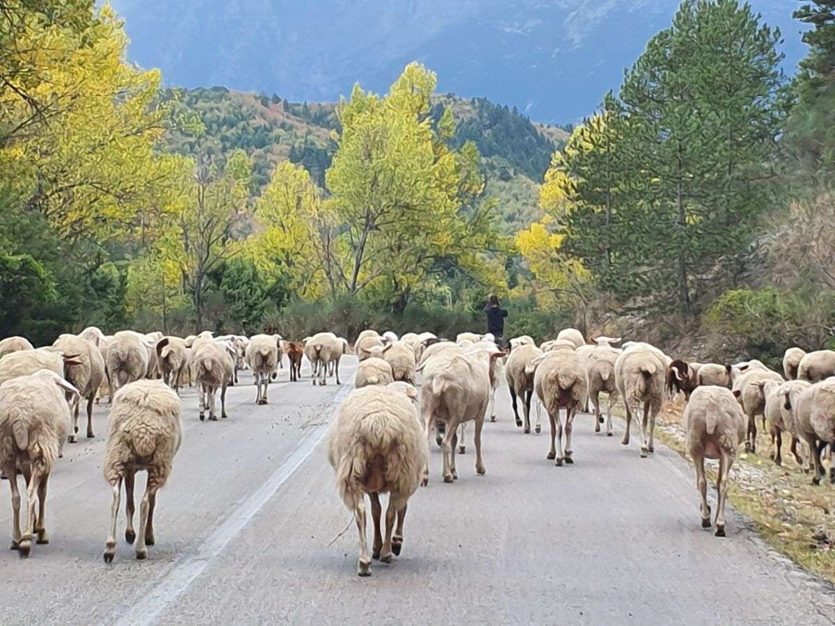 Sheep on the road, Tzomarka