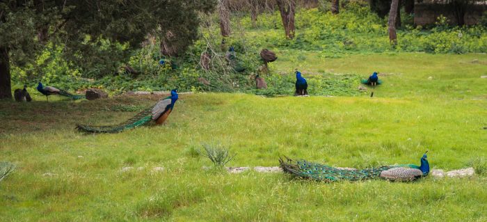 Peacocks walking in the garden at Mount Filerimos, Rhodes