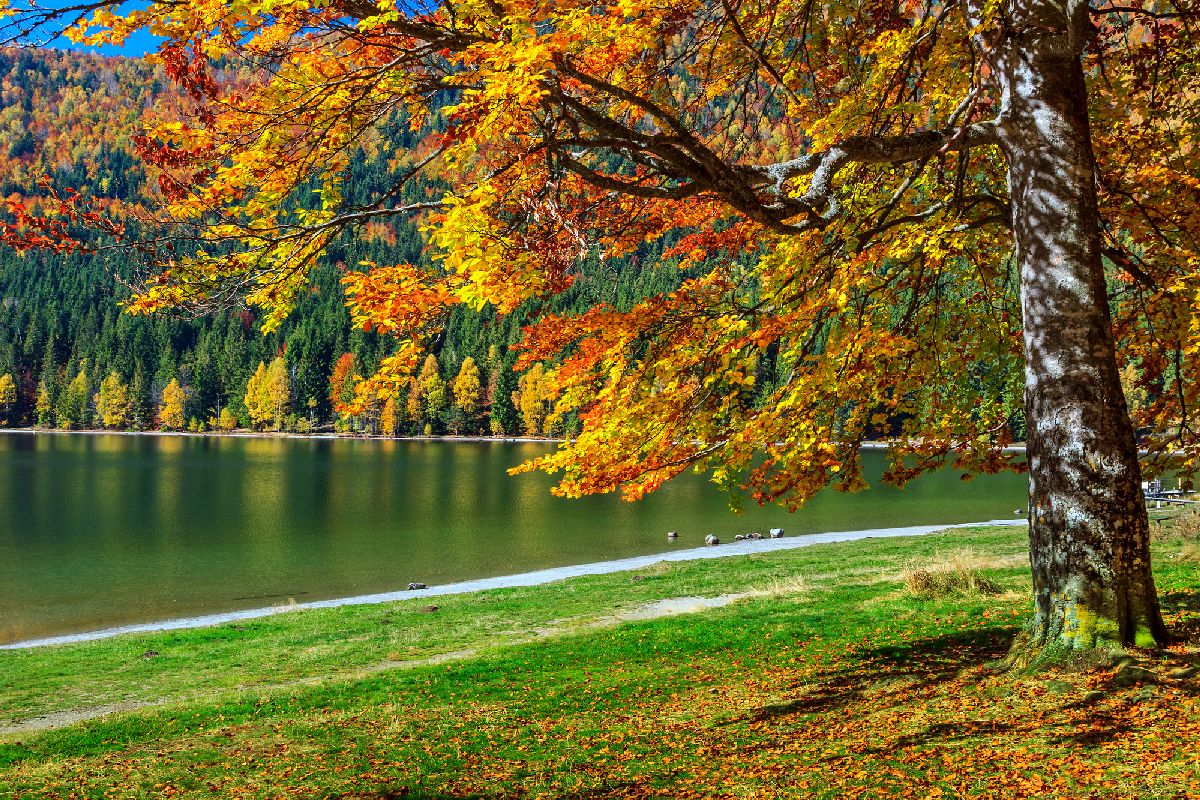 Autumn forest landscape and famous volcanic lake in Transylvania,St Anna Lake,Romania,Europe